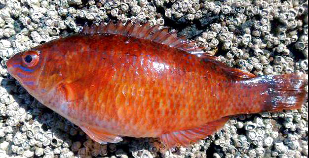 Centrolabrus exoletus_nuevo_01